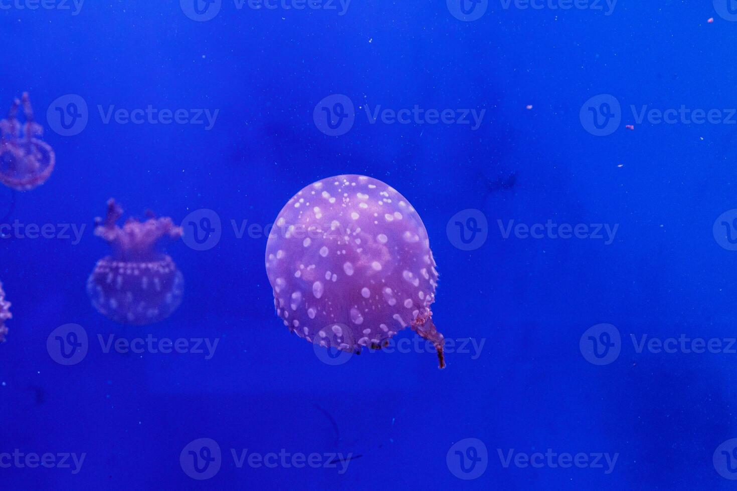 macro of a beautiful jellyfish mastigias papua photo