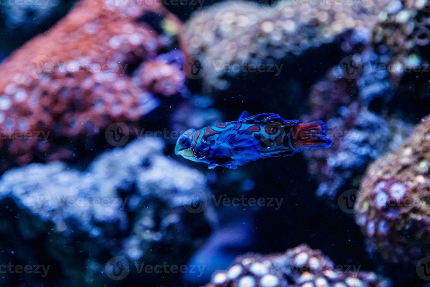 Mandarin fish Synchiropus splendidus photo