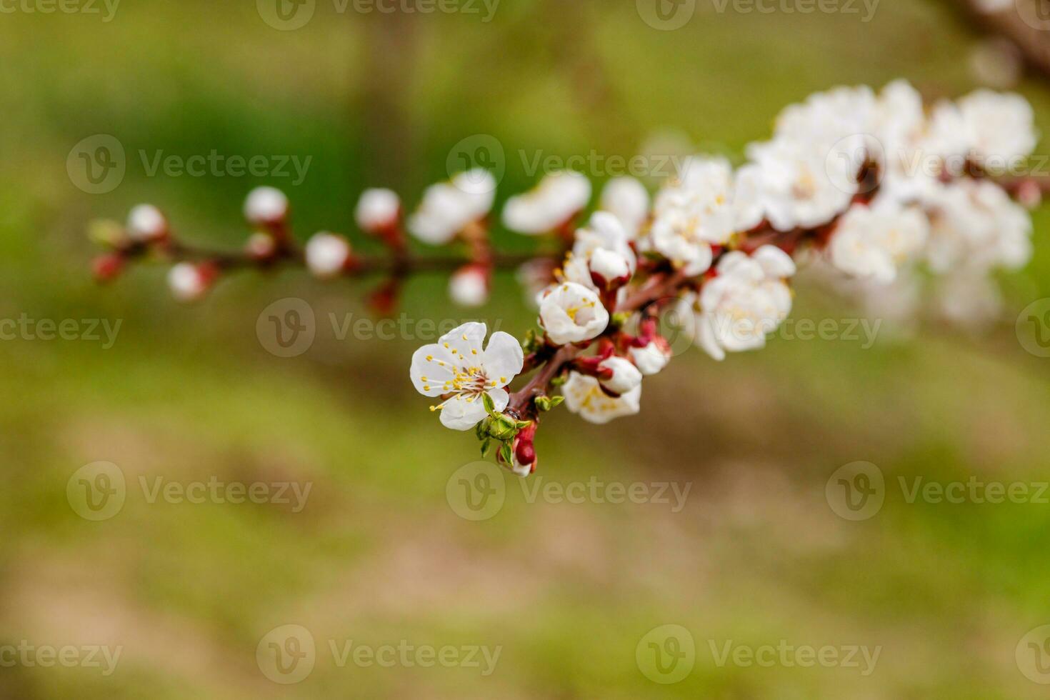 beautifully flowering cherry branches on which the bees sit photo