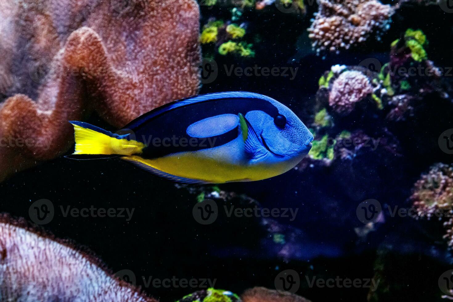 pescado real azul cirujano - paracanthurus hepatus foto