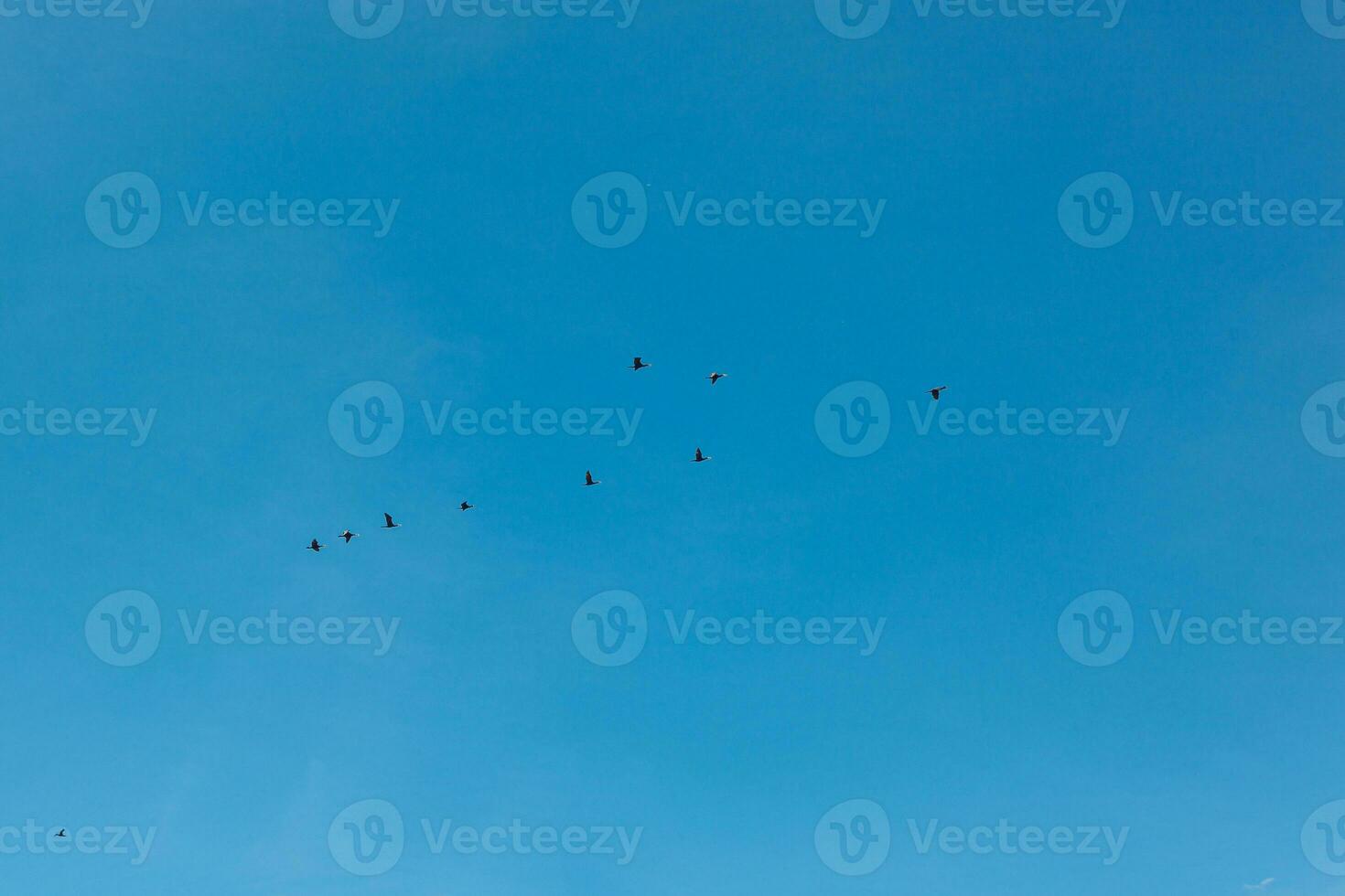 a flock of birds flying in the blue sky photo