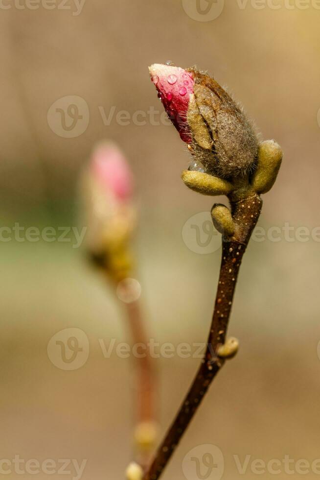 hermosa magnolia flores con agua gotas foto