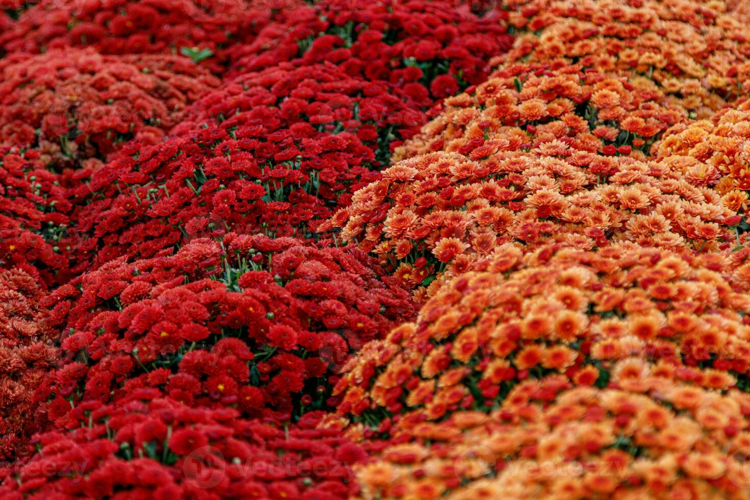 multi-colored flower beds of beautiful chrysanthemums photo
