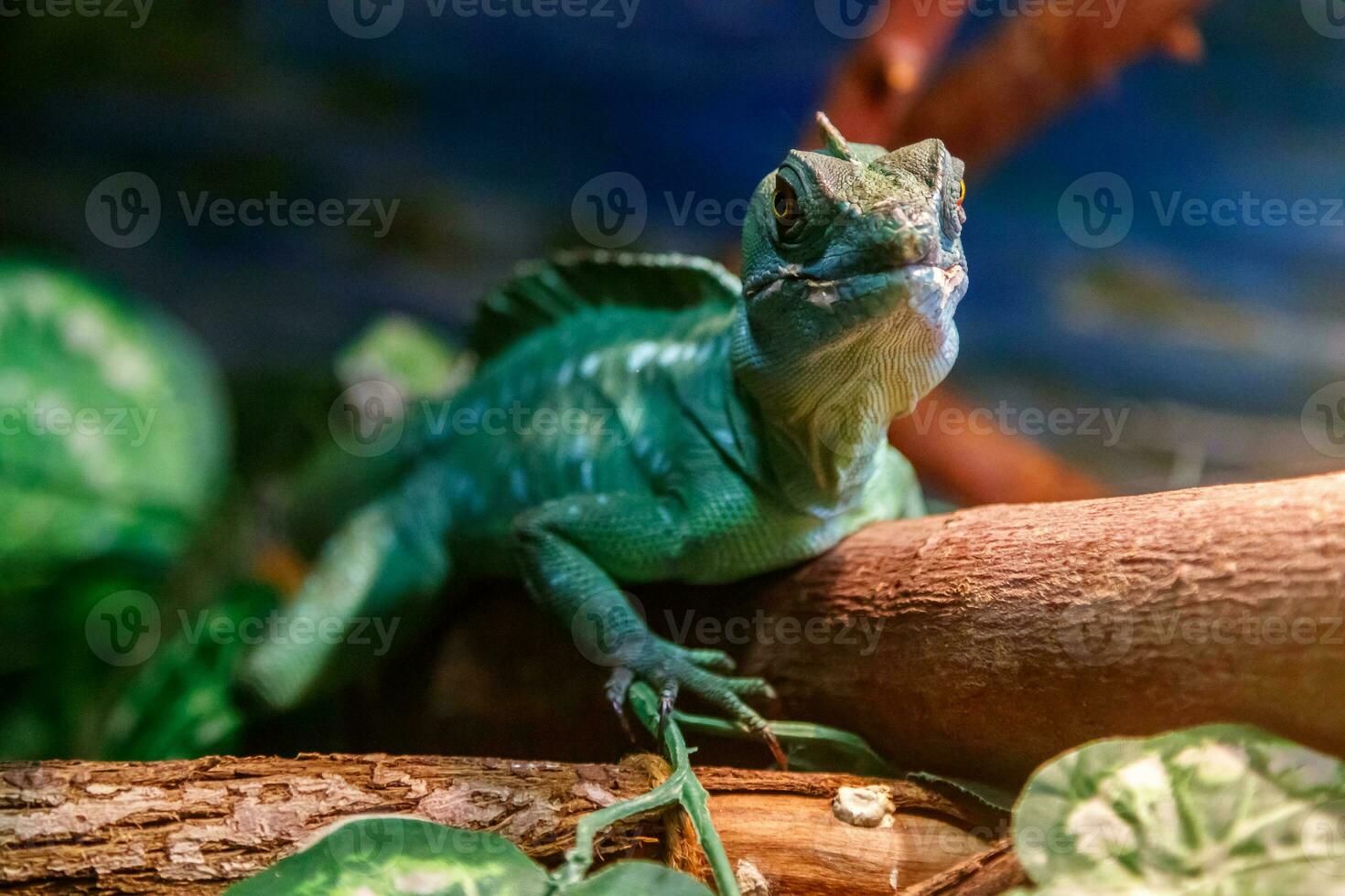 hermosa lagartija con casco basilisco, con penacho basilisco, albahaca plumifrinas foto