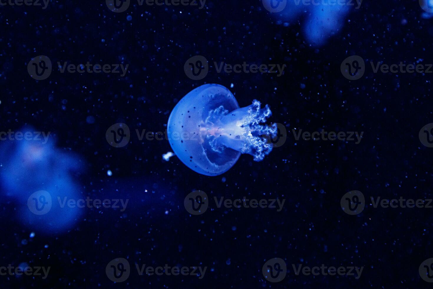 macro of a beautiful jellyfish rhizostoma pulmo photo