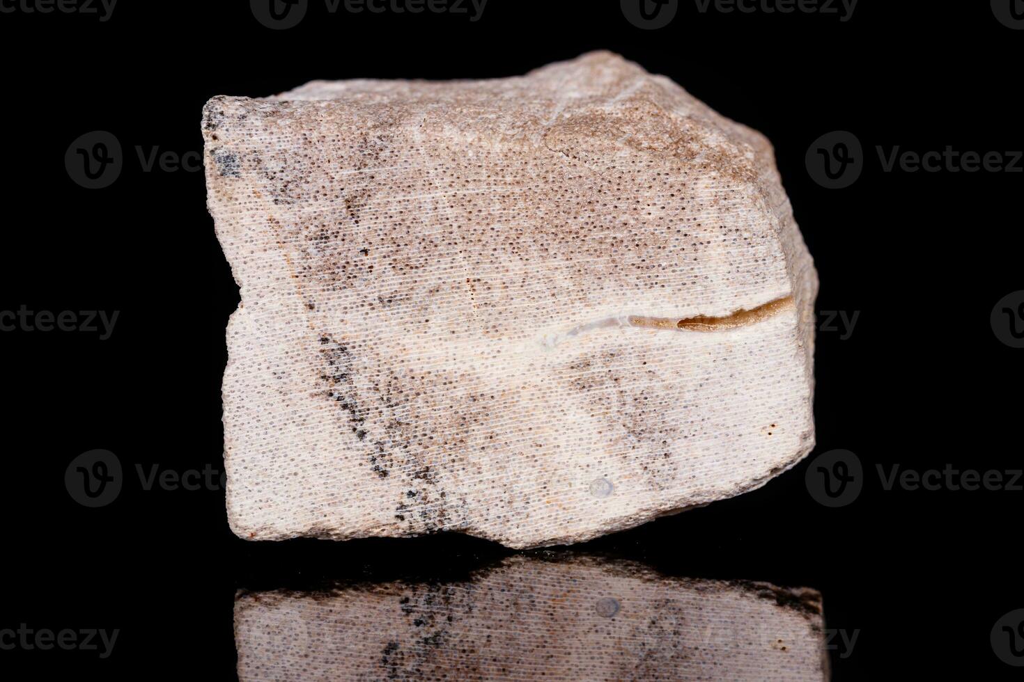 Macro mineral stone petrified tree on black background photo