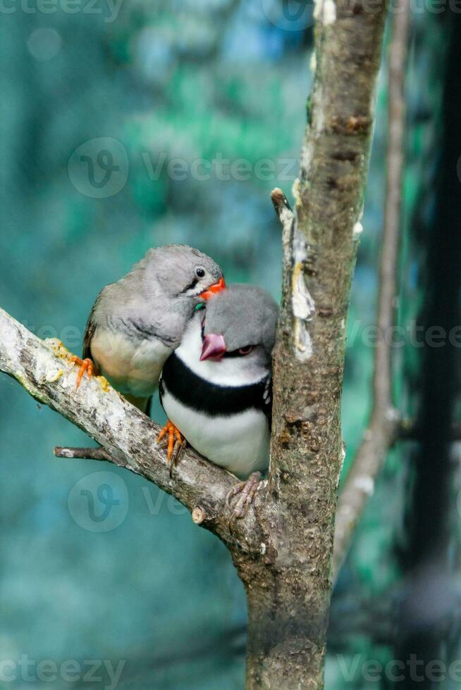 Beautiful birds Astrild Estrildidae sitting on a branch photo