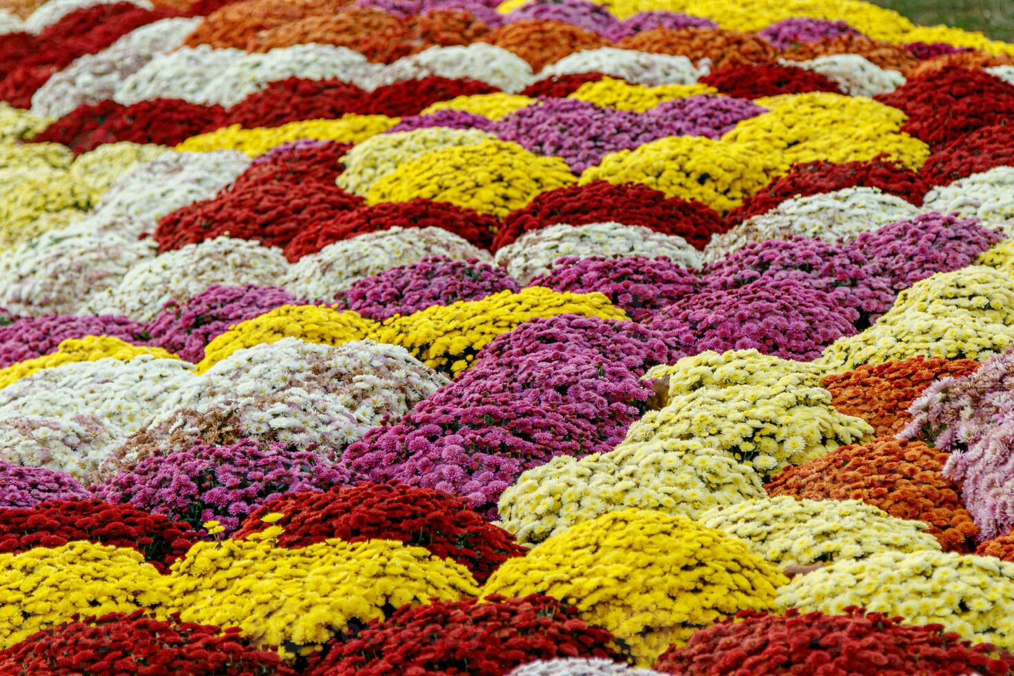 multi-colored flower beds of beautiful chrysanthemums photo
