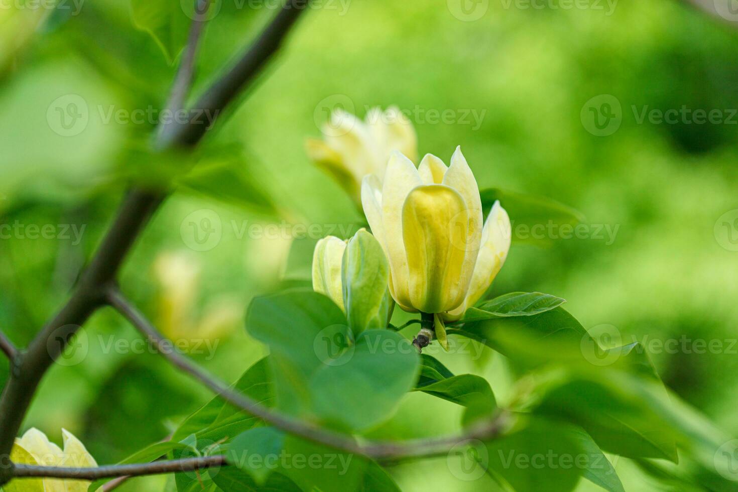 beautiful magnolia branch during yellow flowering photo