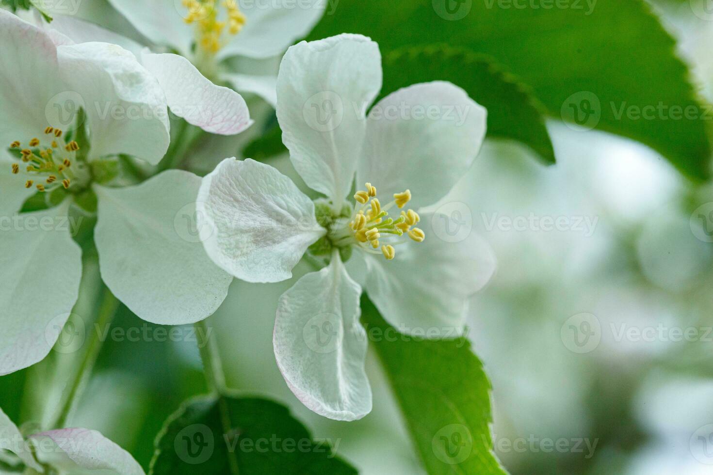 beautiful branch of a flowering apple tree photo