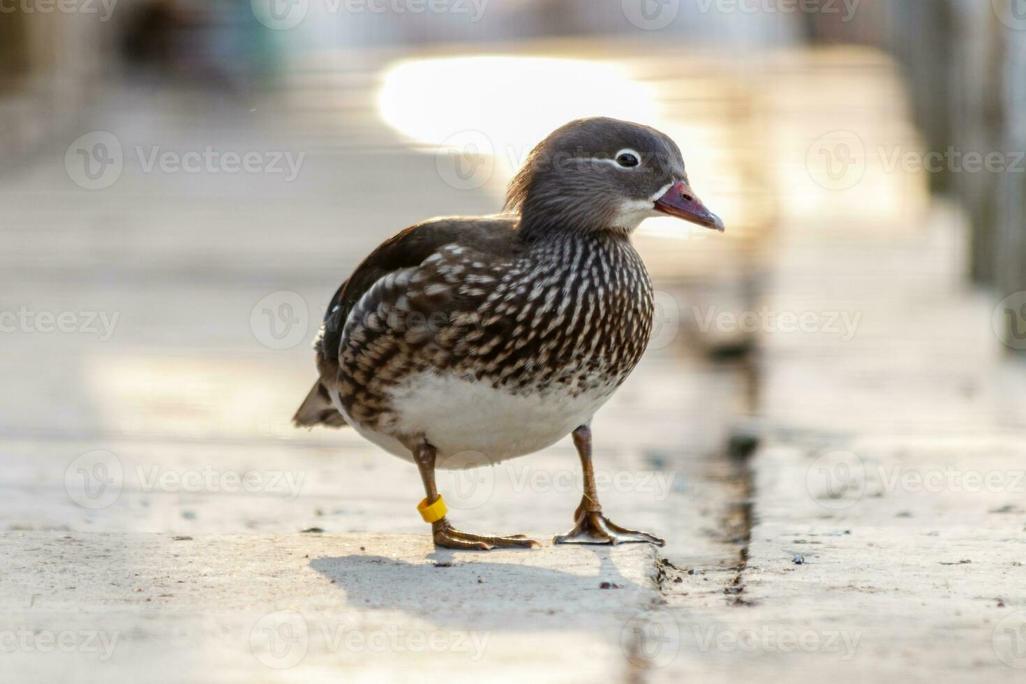 Beautiful duck on in a park photo