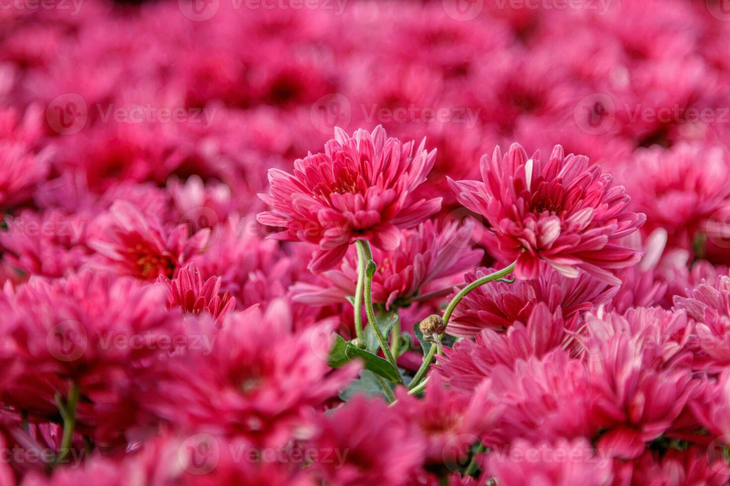 multi-colored flower beds of beautiful chrysanthemums photo