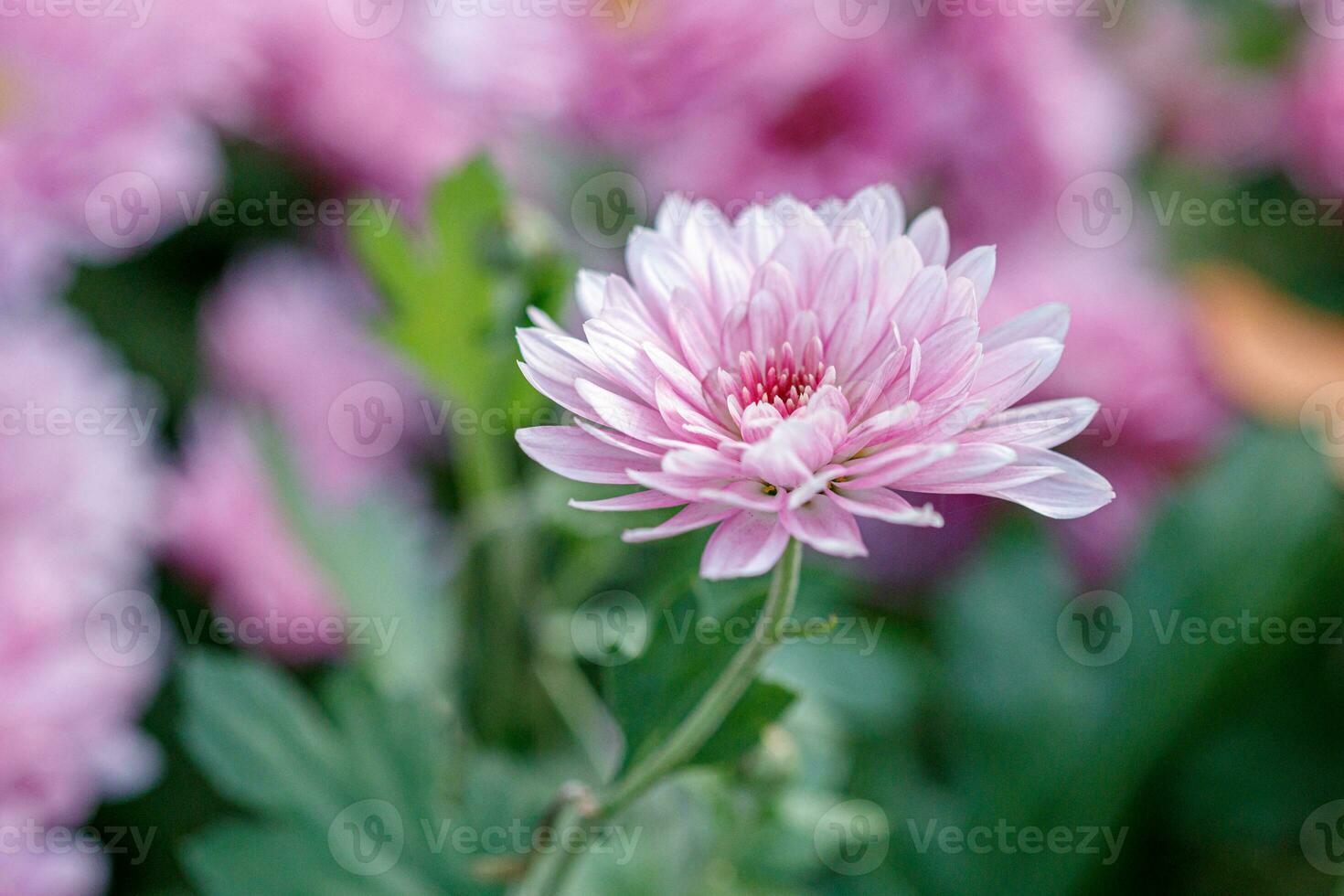 multi-colored flower beds of beautiful chrysanthemums photo