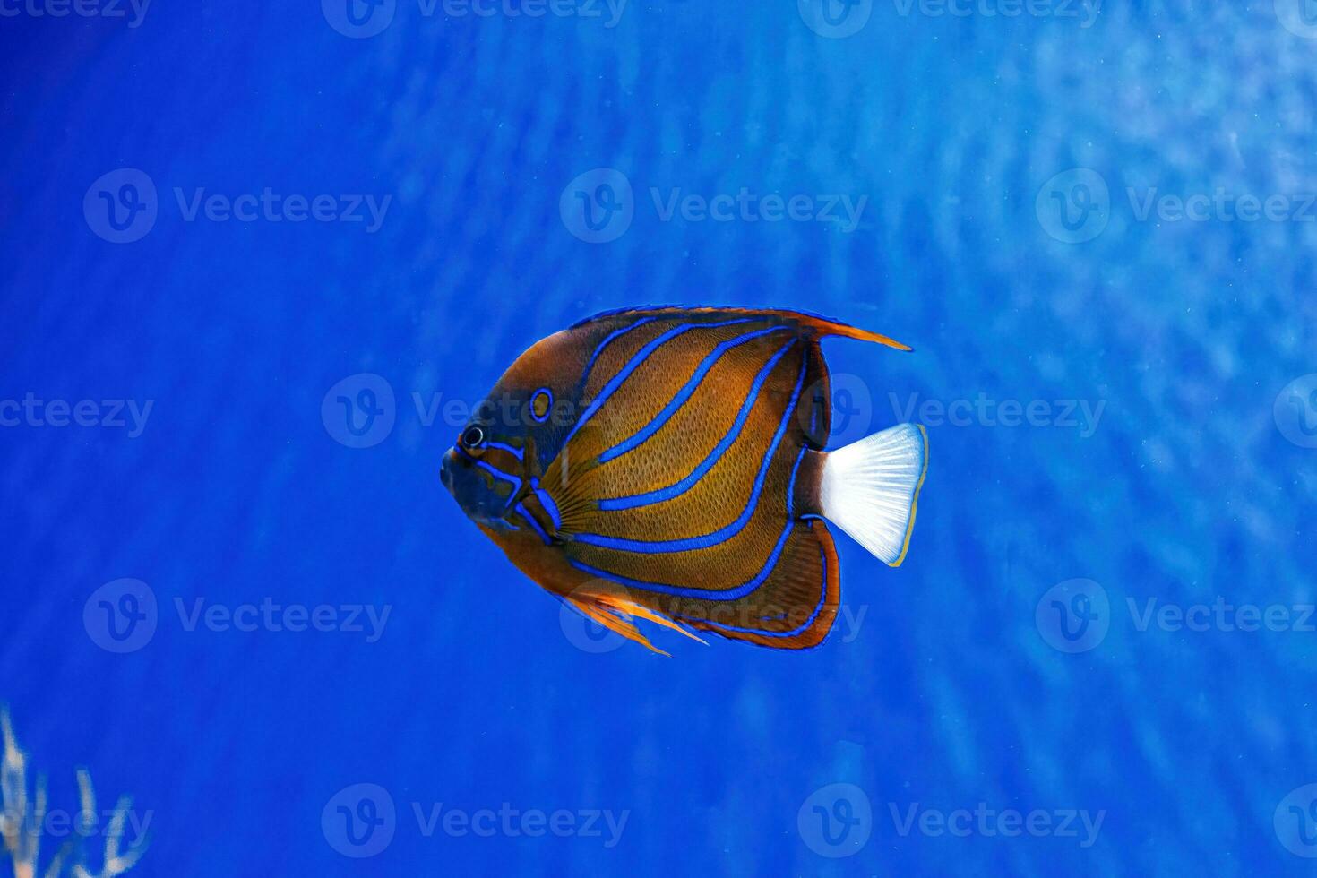 macro photography underwater Pomacanthus annularis photo