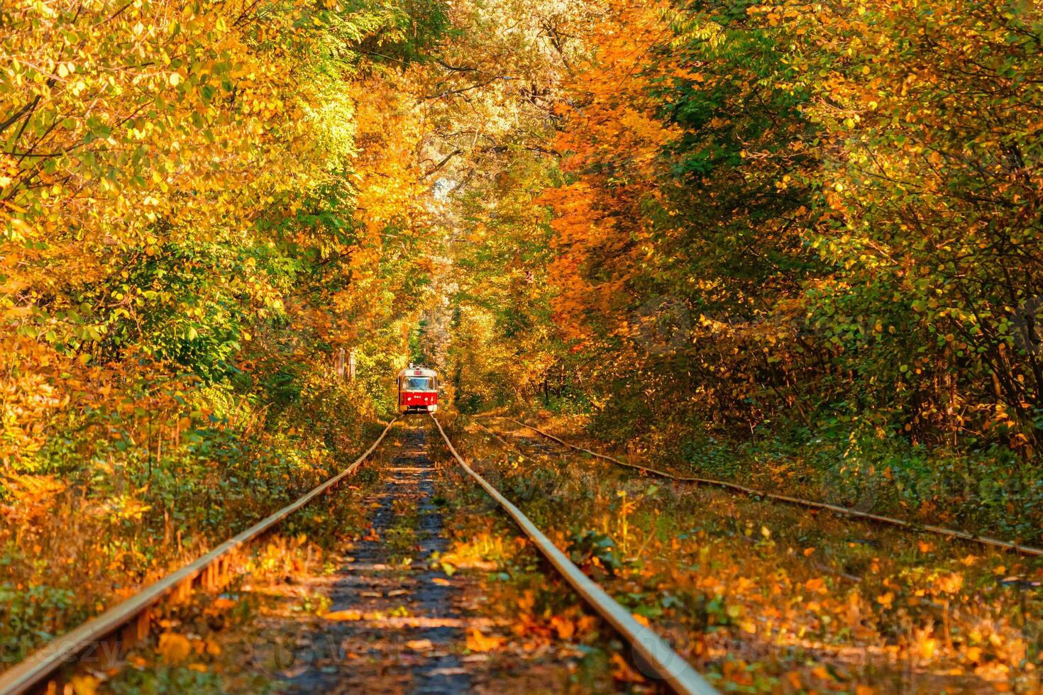 Autumn forest through which an old tram rides Ukraine photo