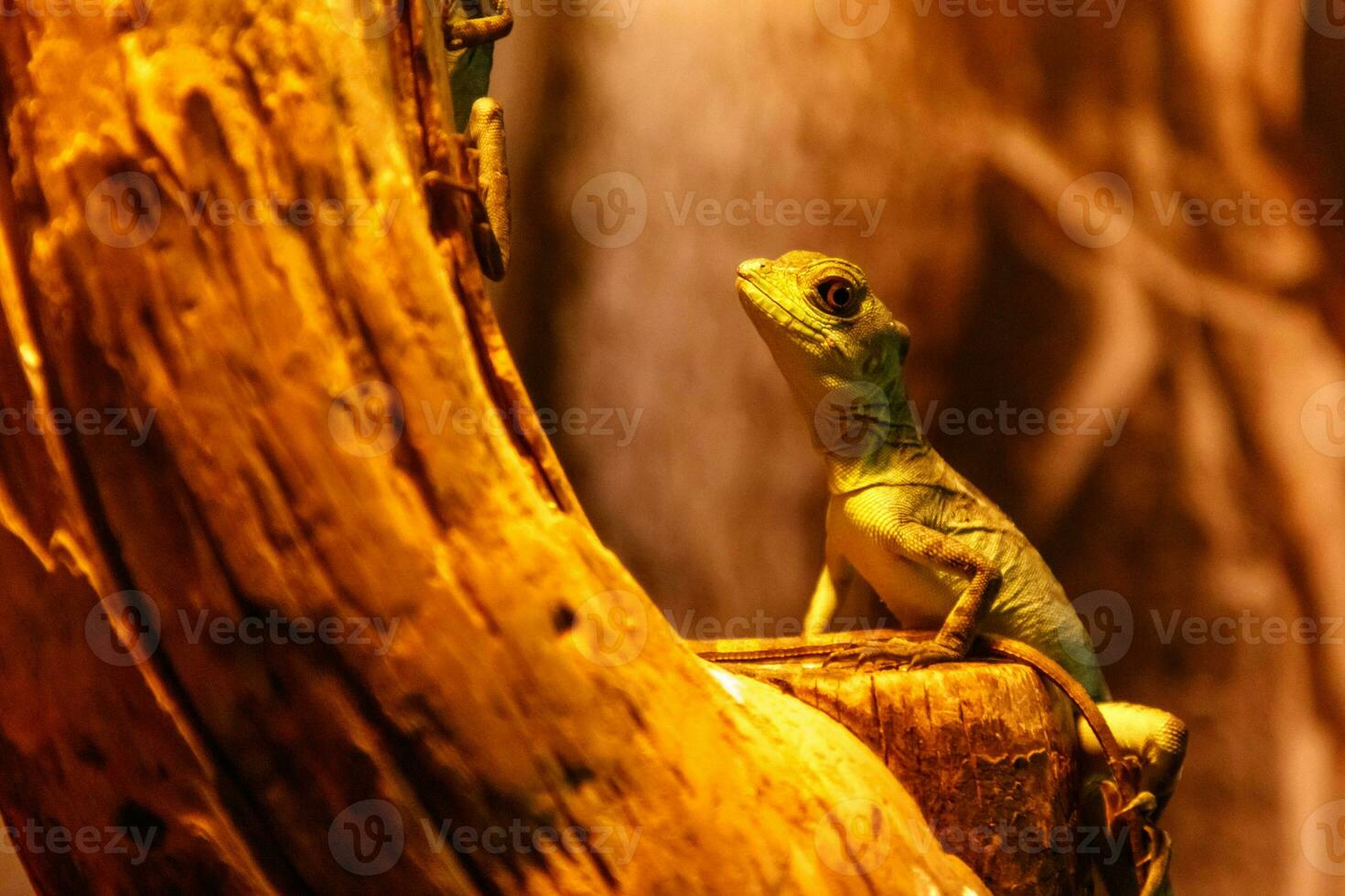 Lizard Basiliscus Plumifrons, green crested basilisk photo