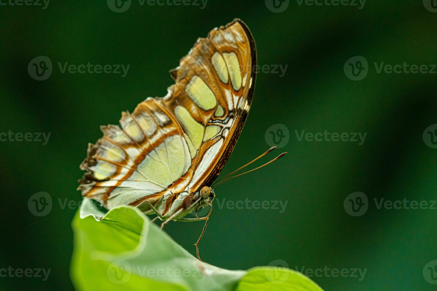 macro beautiful butterfly Siproeta stelenes photo