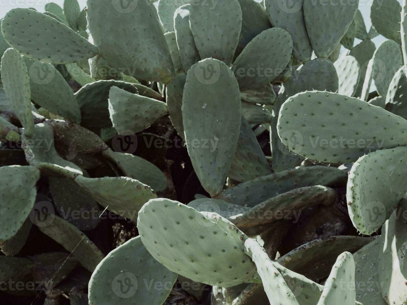 cactus planta naturaleza tropical cerca arriba foto