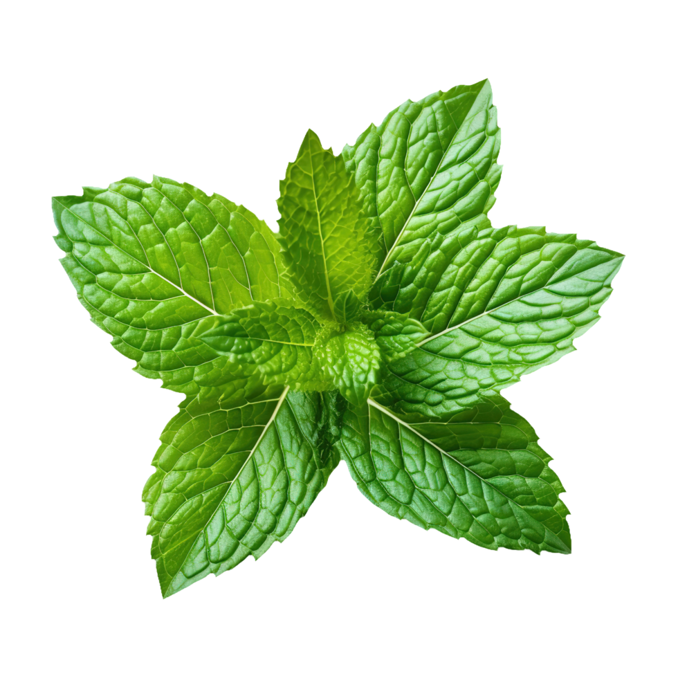 AI generated Fresh mint leaf on transparent background PNG