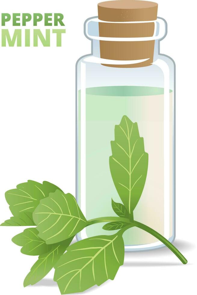 illustration of peppermint essential oil vector