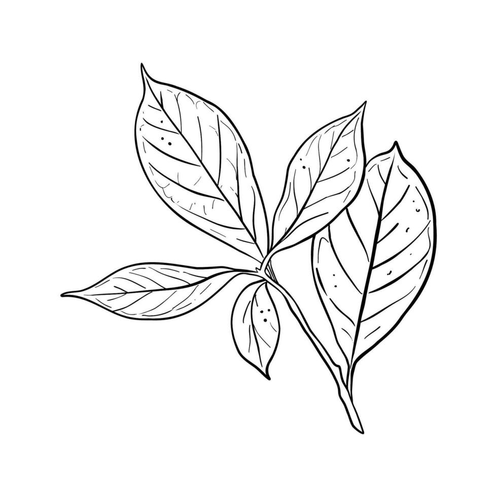 Avocado leaf vector illustration. Branch of avocado tree with leaves. Black outline graphic drawing. Tropical foliage ink contour. Black line silhouette