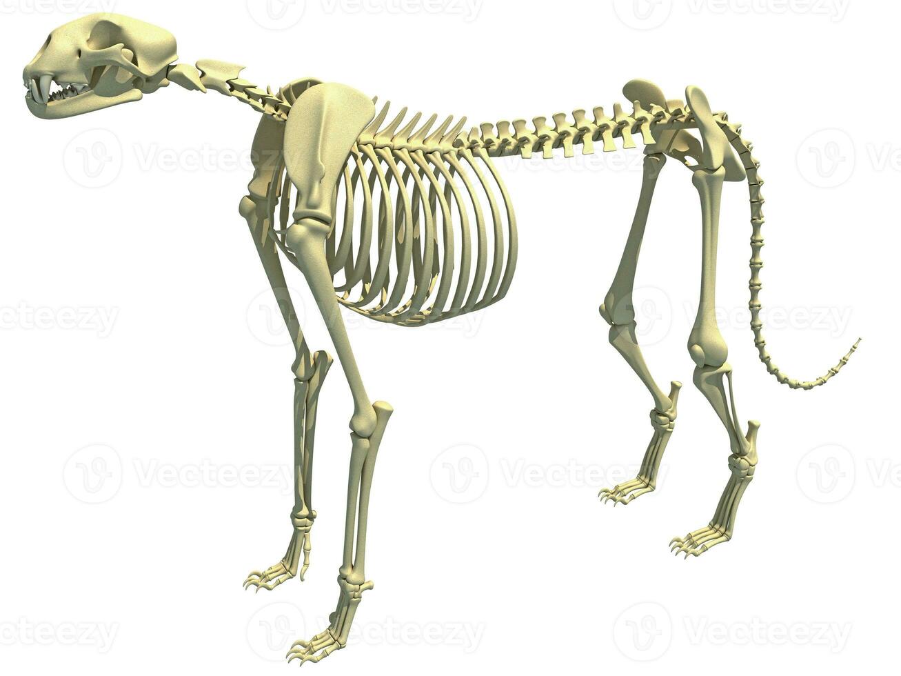 Cheetah Skeleton anatomy 3D rendering photo