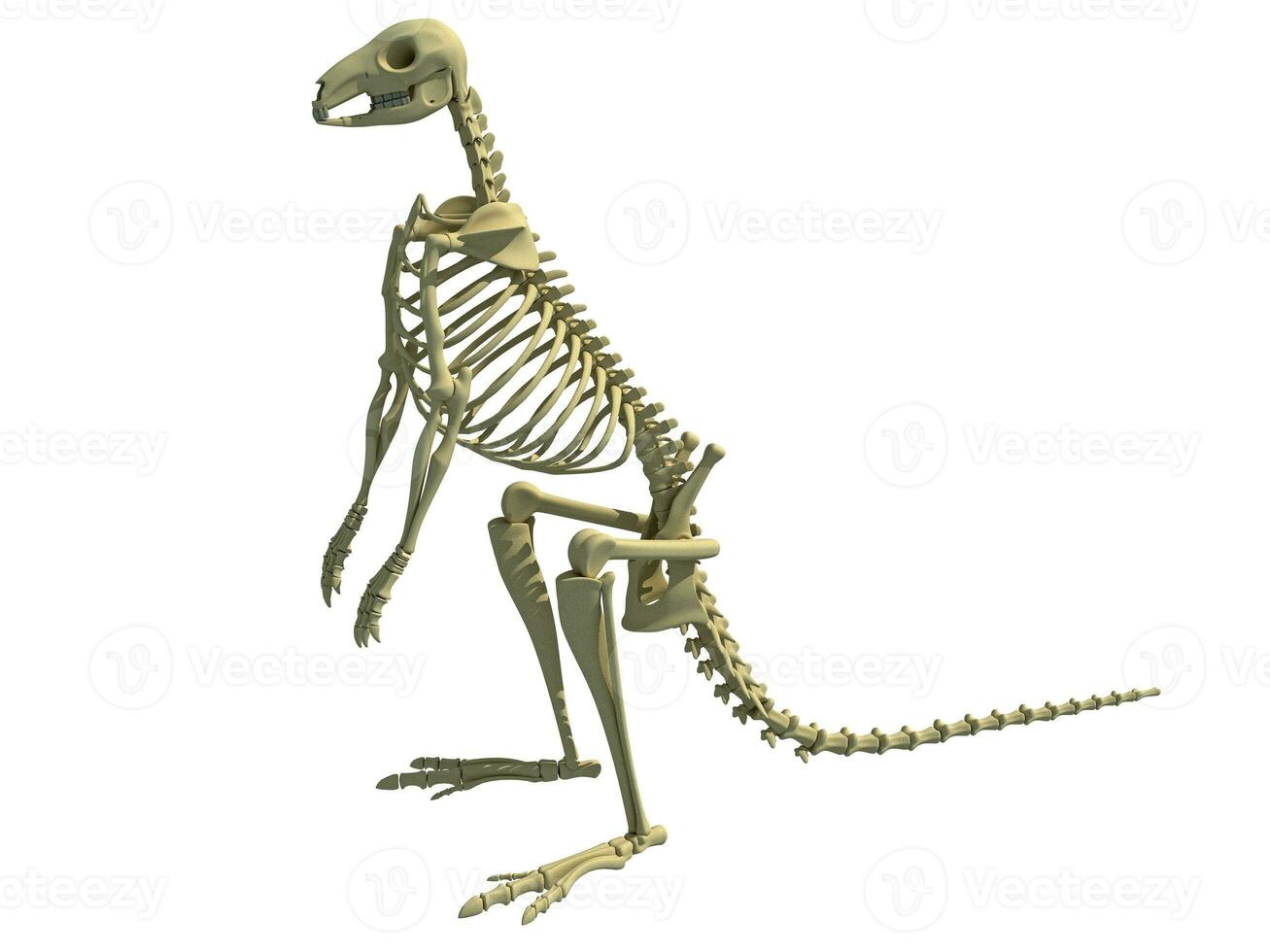 Kangaroo Skeleton animal anatomy 3D rendering photo