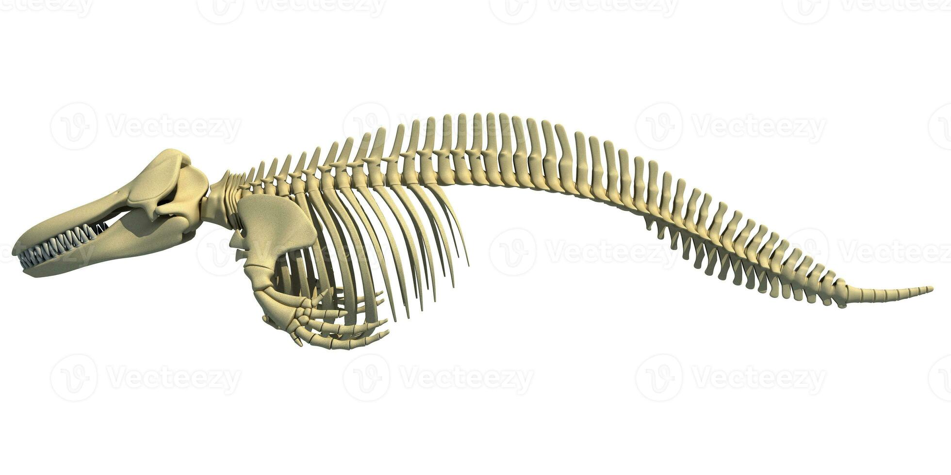 Killer Whale Orca Skeleton 3D rendering photo