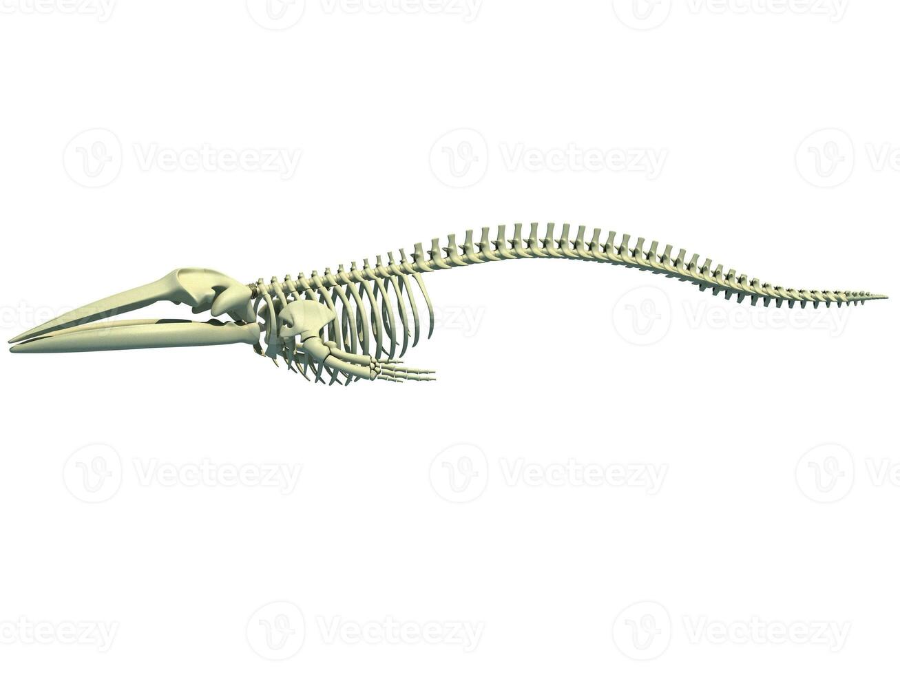 Fin Whale Skeleton anatomy 3D rendering photo