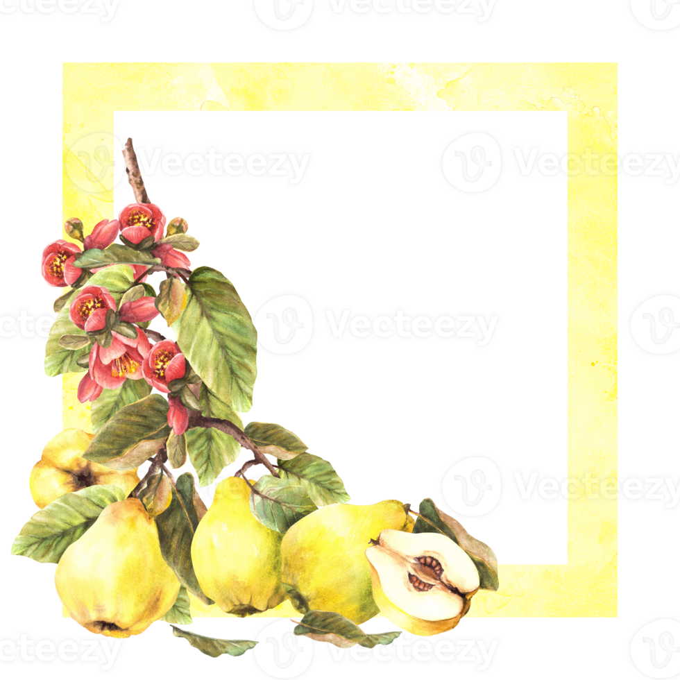 mano dipinto acquerello telaio. rami giallo succoso Mela cotogna totale e tagliare frutta, foglie, fiori e mini cuffie con macchie spruzzi inquadratura. modello illustrazione per carta, etichetta png