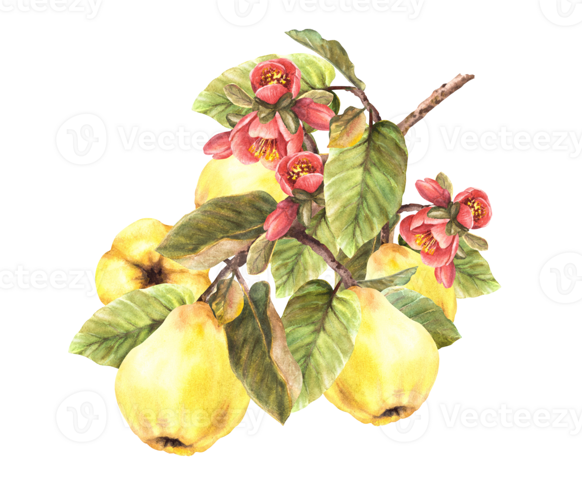 hand målad vattenfärg gul kvitten hela frukt med blommor, knoppar och löv hängande på en gren, träd. ClipArt illustration för din klistermärke, mat eller dryck märka. png