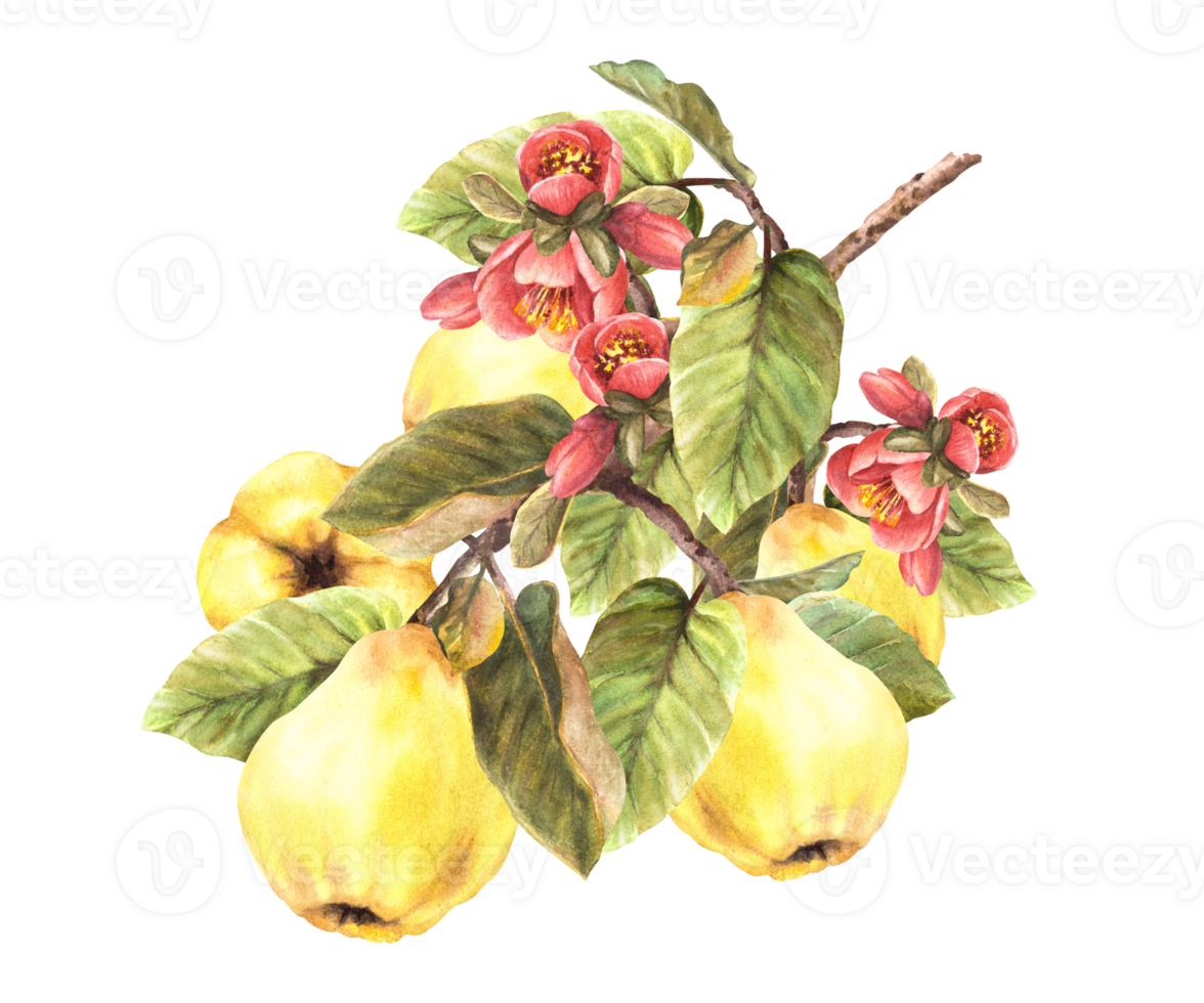 main peint aquarelle Jaune coing entier des fruits avec fleurs, bourgeons et feuilles pendaison sur une bifurquer, des arbres. clipart illustration pour votre autocollant, nourriture ou boisson étiqueter. png