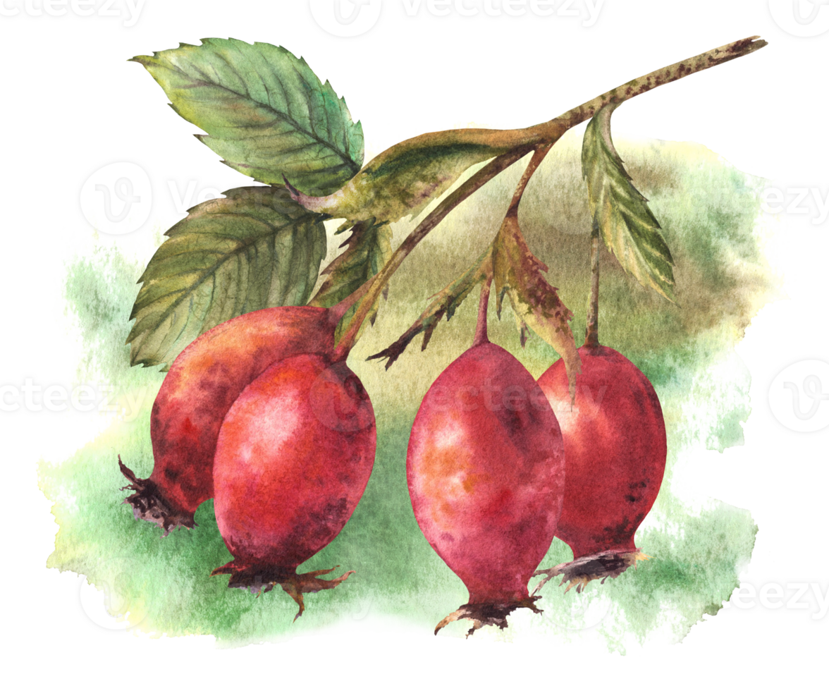 Branch of wild rosehips with red briar fruits, dog rose with green leaves on watercolor stains. Hand drawn illustration for your sticker, label print, logo, card. Clipart png