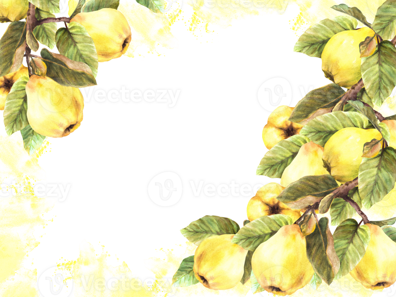 Hand painted watercolor banner. Branches with yellow ripe juicy quince whole fruits and leaves with stains and splashes. Clipart template illustration for card menu label  background png