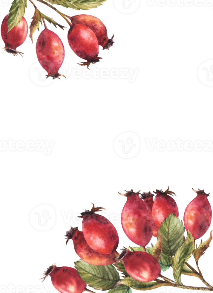 kader van wild rozenbottel met Afdeling rood doornstruik fruit, hond roos bessen, groen bladeren, stang. hand- getrokken waterverf illustratie voor post kaart, medisch etiket ontwerp. sjabloon achtergrond png