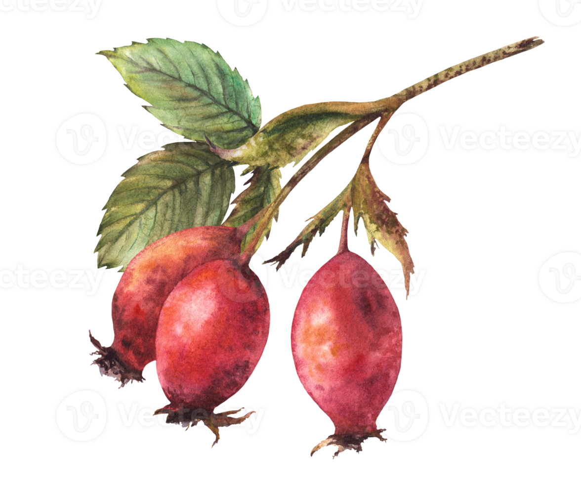 ramo do selvagem rosehips com vermelho Briar frutas, cachorro rosa com verde folhas. mão desenhado aguarela ilustração para seu adesivo, rótulo imprimir, logotipo, cartão Projeto clipart png