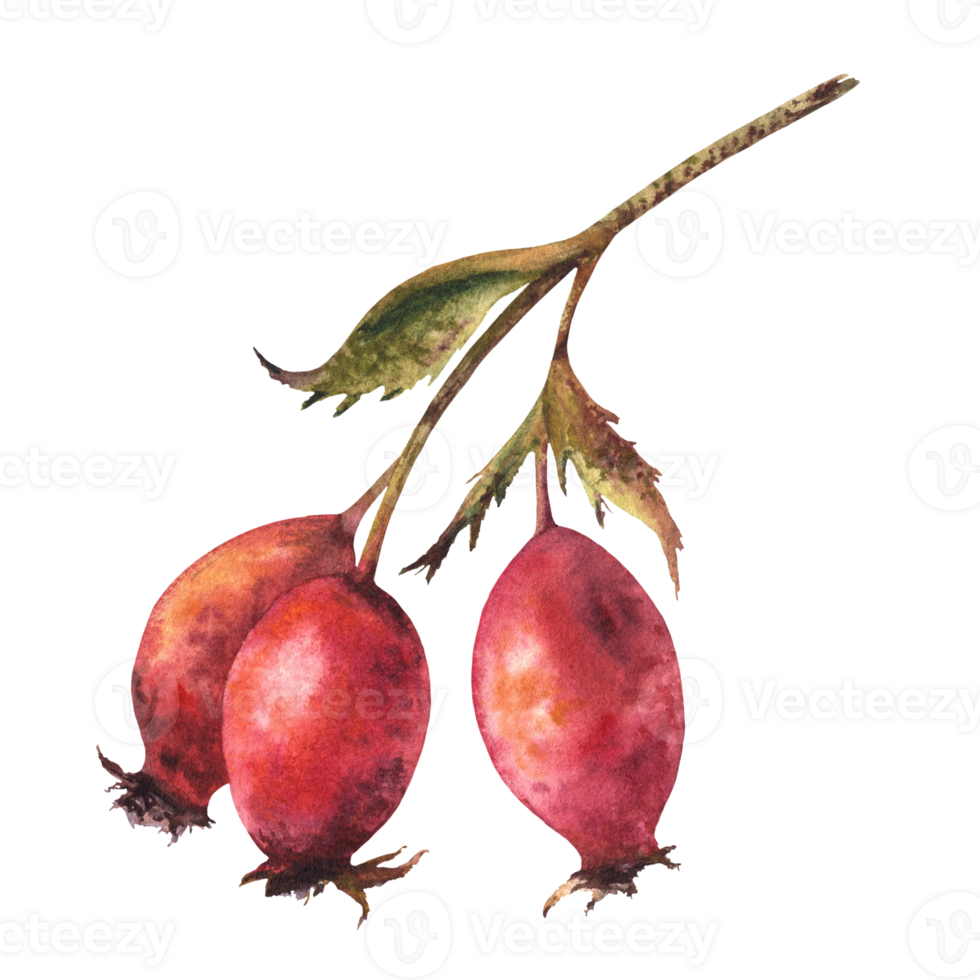 ramo do selvagem rosehips com vermelho Briar frutas, cachorro rosa com verde folhas. mão desenhado aguarela ilustração para seu adesivo, rótulo imprimir, logotipo, cartão Projeto clipart png