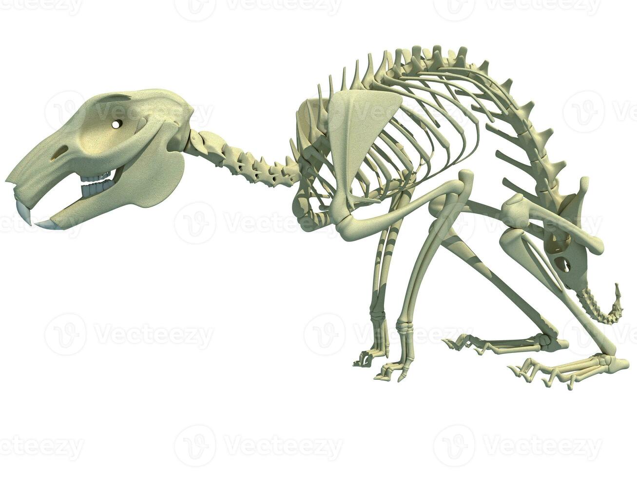 Rabbit Skeleton anatomy 3D rendering on white background photo