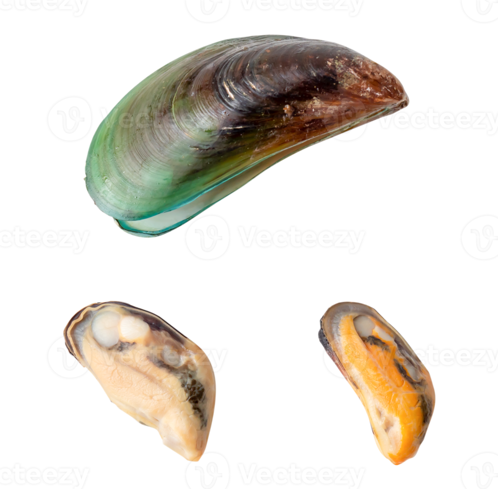 Top view of steamed or cooked food of fresh beautiful green mussels isolated with clipping path in png file format