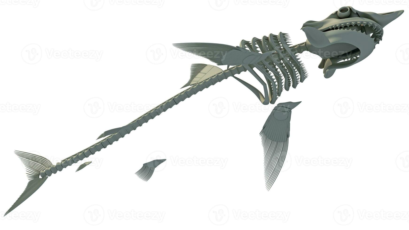 Great White Shark Skeleton 3D rendering on white background photo