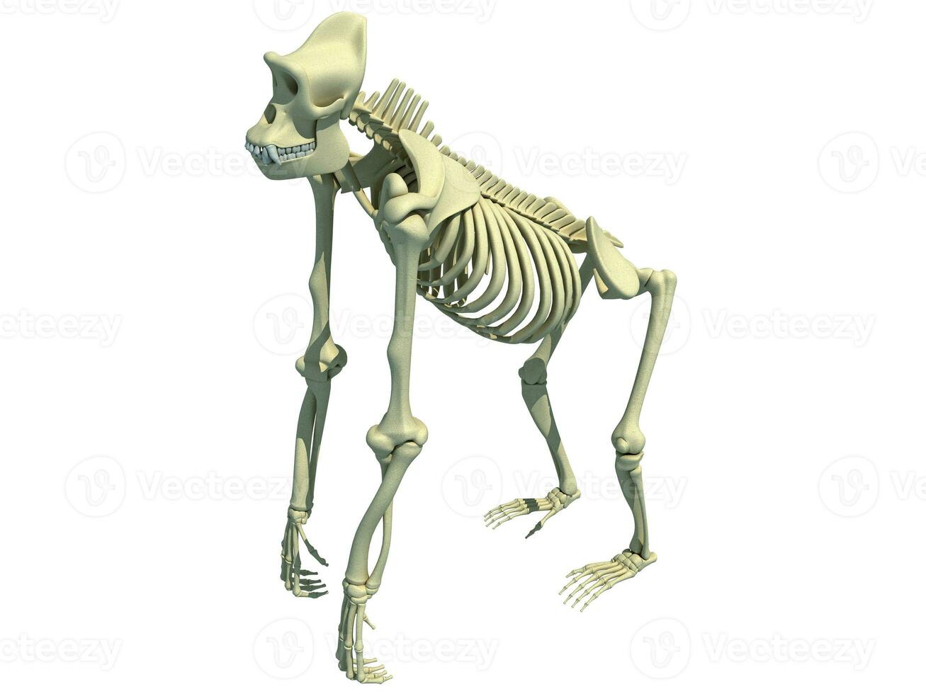 Gorilla Skeleton anatomy 3D rendering photo