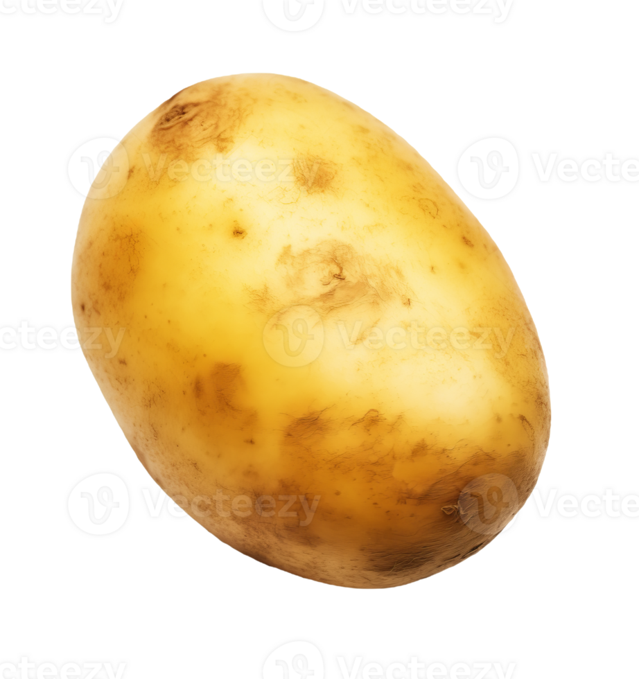 Fresh potato tuber isolated on transparent background png