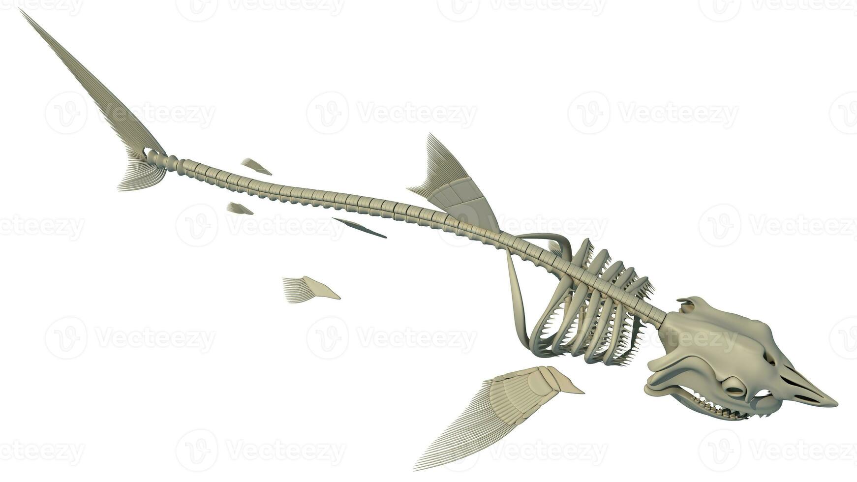 Great White Shark Skeleton 3D rendering on white background photo