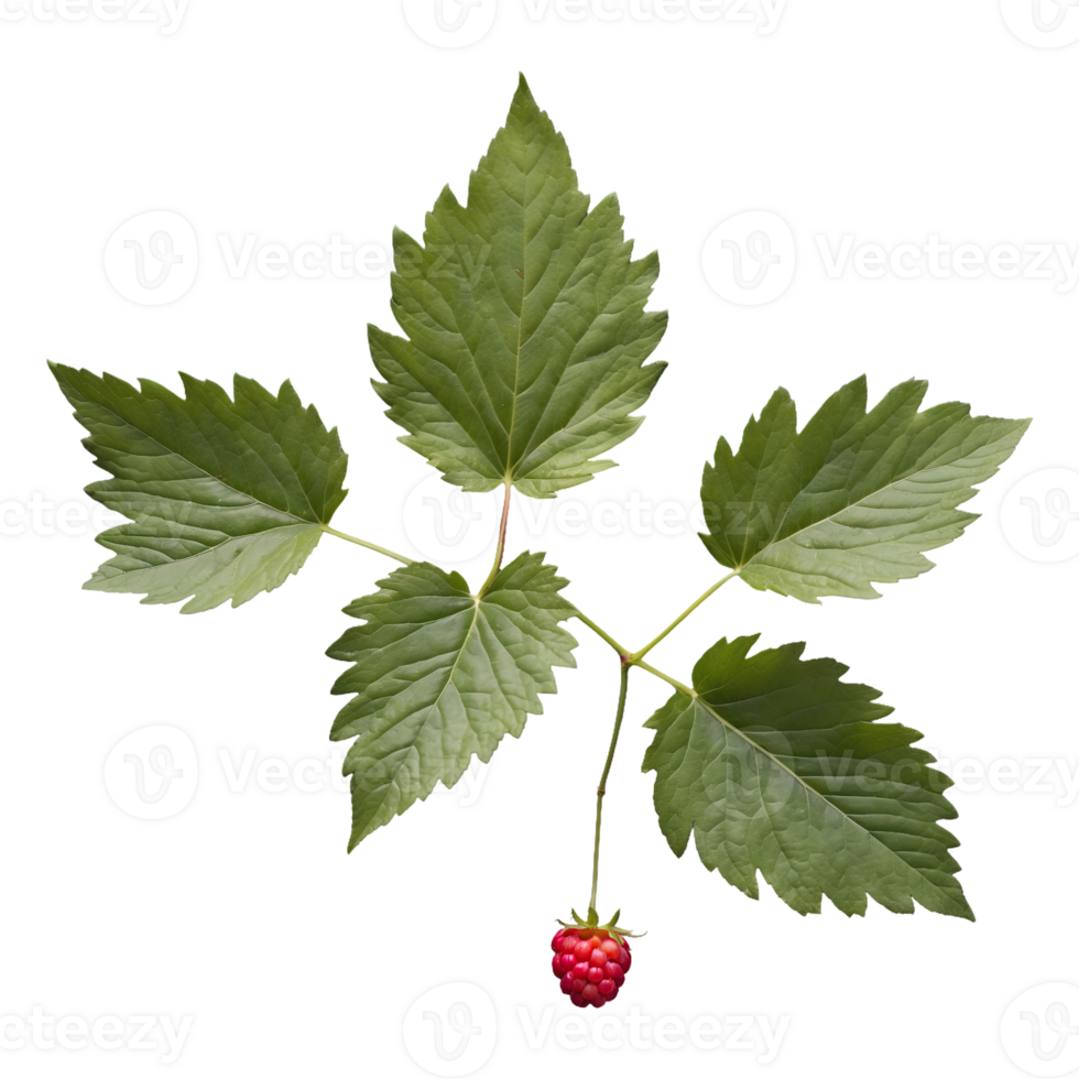 AI generated Blackberry foliage isolated on transparent background png