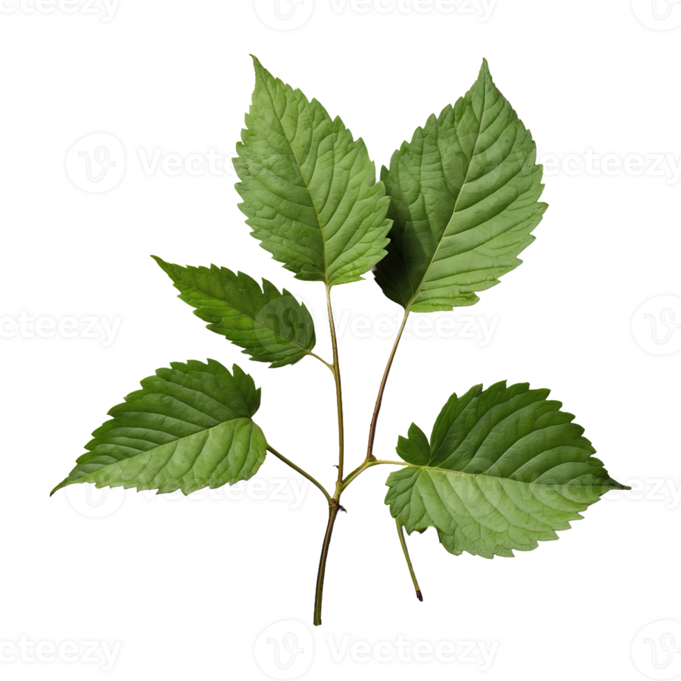 AI generated Blackberry foliage isolated on transparent background png