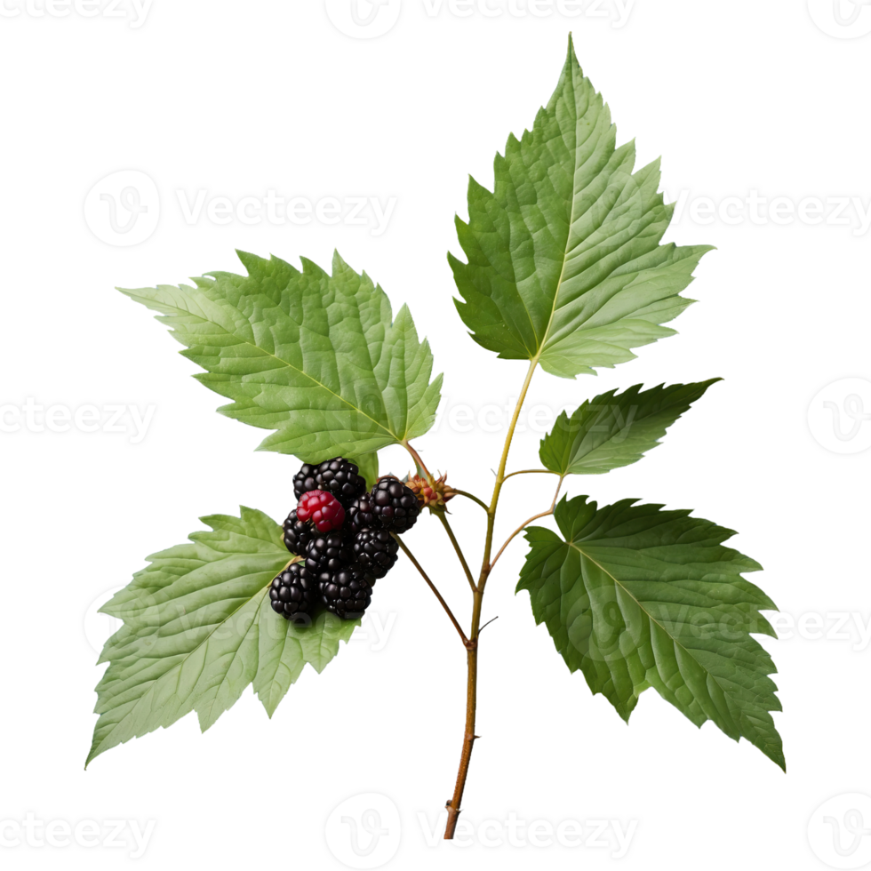 AI generated Blackberry foliage isolated on transparent background png