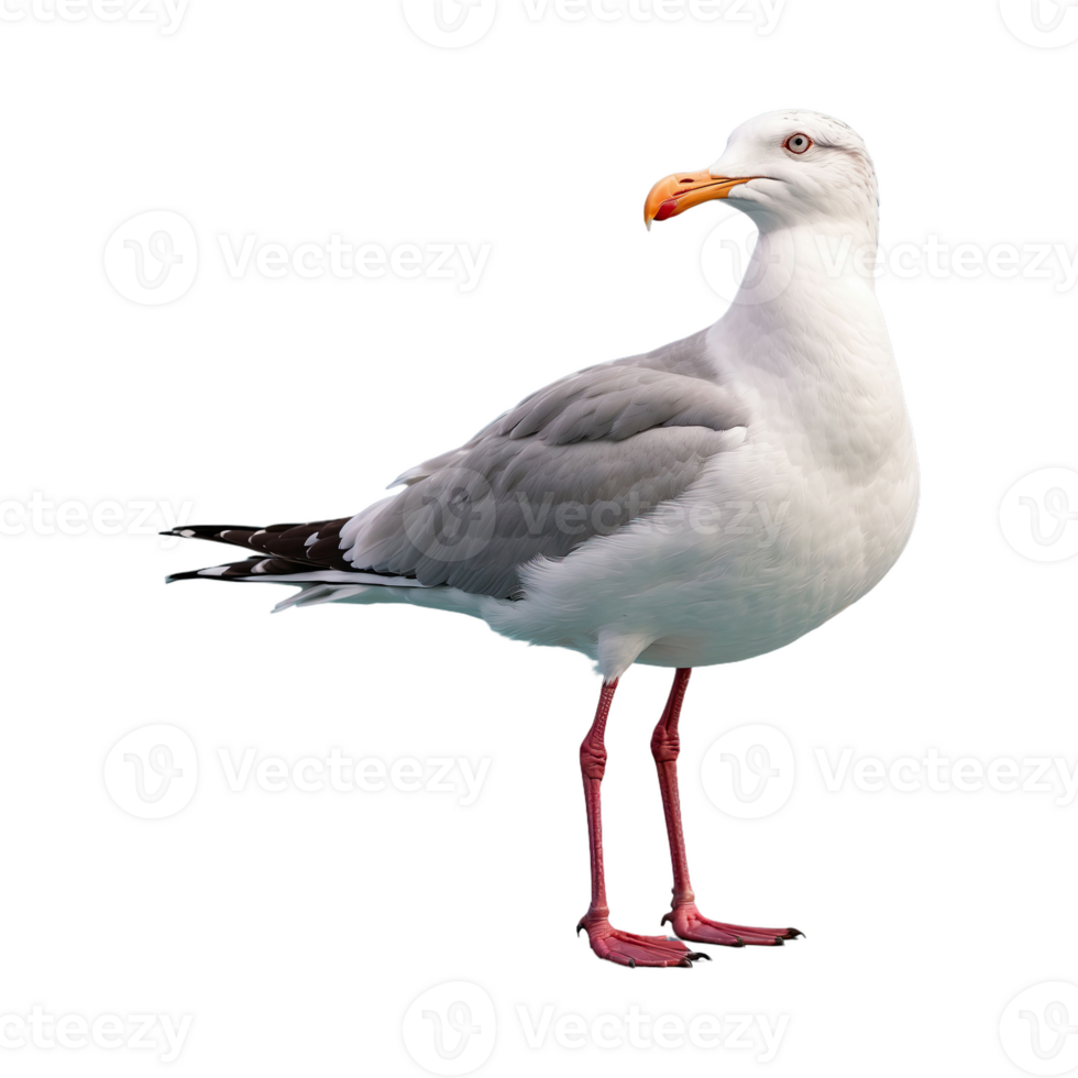 AI generated Seagull bird isolated on transparent background png