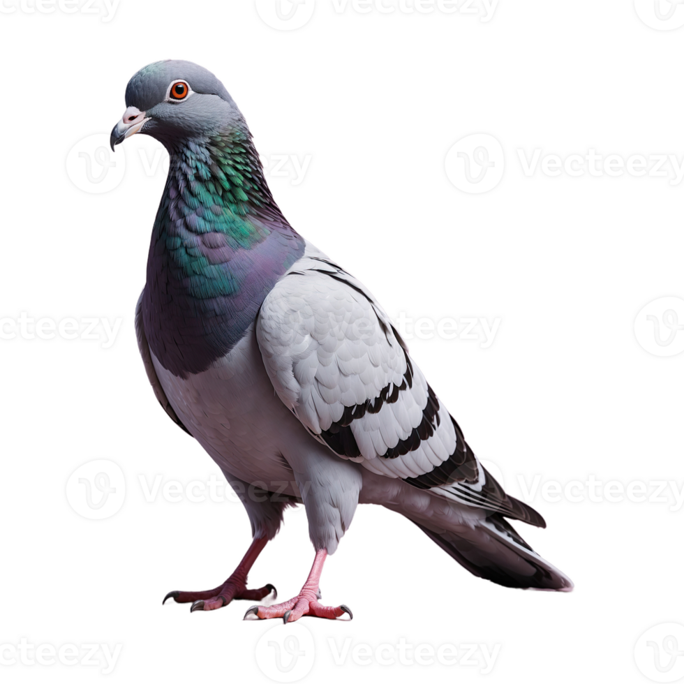AI generated Pigeon bird isolated on transparent background png