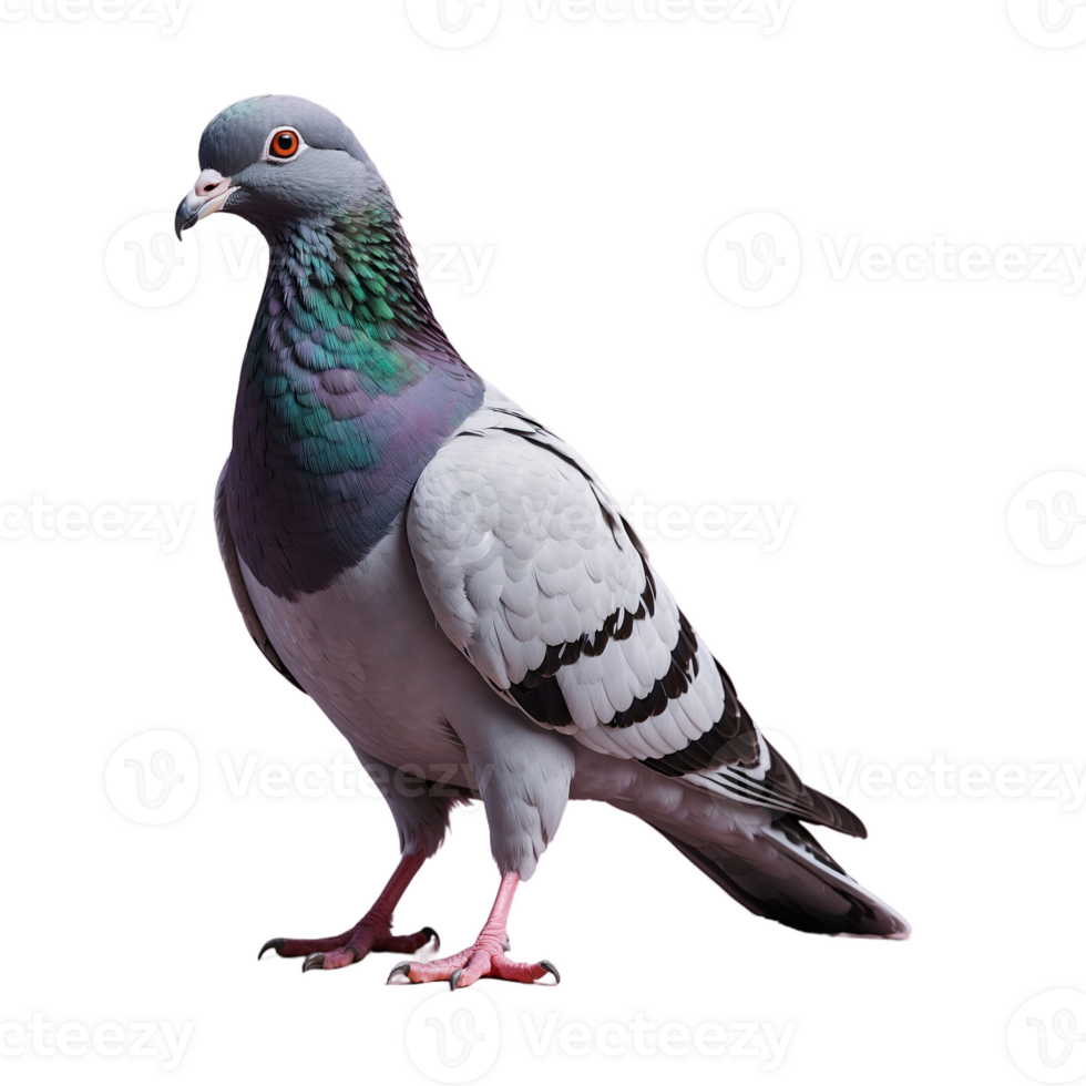 ai gegenereerd duif vogel geïsoleerd Aan transparant achtergrond png