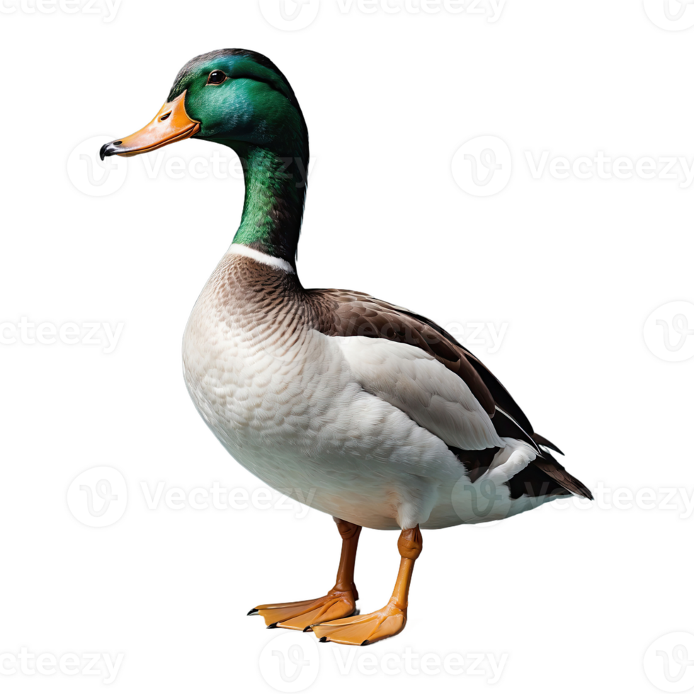 AI generated Duck isolated on transparent background png
